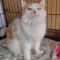 Vigo, kot do adopcji