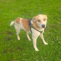 Marco einfach nur lieb, Hund zur Adoption