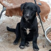 Josie hat schon viel gelernt, Hündin zur Adoption