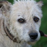 Jeky - verschmuster Wuschelrüde, Hund zur Adoption