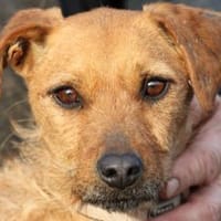 Turia - aufgeweckt u. unkompliziert, Hündin zur Adoption