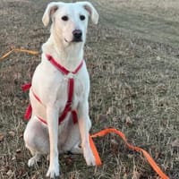 Ophra möchte endlich ankommen, Hündin zur Adoption