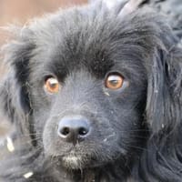 Juna - goldiger, verspielter Jungrüde, Hund zur Adoption