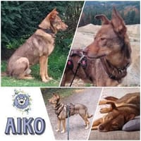 AIKO * gechillter Hofhund für Erfahrene, Hund zur Adoption