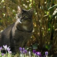 Vermittlungshilfe für Kater Louis aus RL, Kater zur Adoption