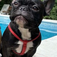 Kayra sucht ein Zuhause, Hündin zur Adoption