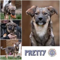 PRETTY * süße wilde Hummel, Hündin zur Adoption