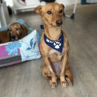 PIPA ❤ sucht ihren Lieblingsmenschen, Hündin zur Adoption