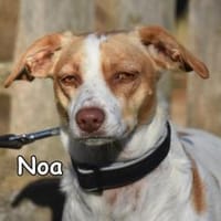 NOA, Hündin zur Adoption