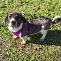 Toller Beagle mix, Hund zur Adoption