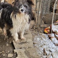 Lustiger Spencer sucht Dich, Hund zur Adoption