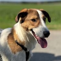 Meyra 62 cm (Pflegestelle), Hündin zur Adoption