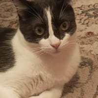 Sohn Edgar und Mama Wilma, Kater zur Adoption