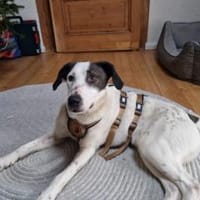 Mit Ozzy zieht gute Laune bei dir ein, Hund zur Adoption