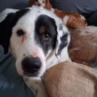 Schreibst du mit an Fleckis Happy End?, Hund zur Adoption