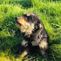 Krasi ein liebes Mädchen, Hündin zur Adoption