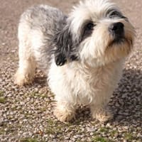 Muffin 🥰 lustig und freundlich, Hund zur Adoption