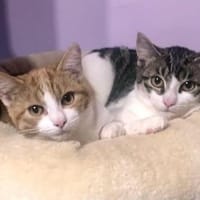 Jensi & Björni suchen Kuschelplatz, Kater zur Adoption