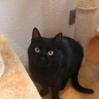 Charmeur Bobo sucht für-immer-Zuhause, Kater zur Adoption