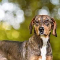 Unsere tapfere Straßenhündin Mayra, Hündin zur Adoption