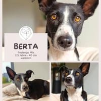 BERTA: Eine ganz besondere Hündin, Hündin zur Adoption