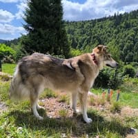 HOBBIT möchte mit dir auf Tour gehen!, Hund zur Adoption