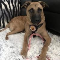 Jungspund Baily wartet auf dich, Hund zur Adoption