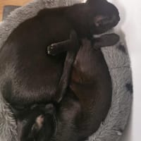 Simba & Mogli suchen Kuschelplatz, Kater zur Adoption