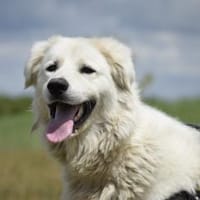 Kefir will alles richtig machen, Hund zur Adoption