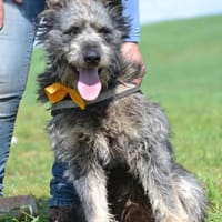 Maci, zerzauster Wirbelwind, Hund zur Adoption