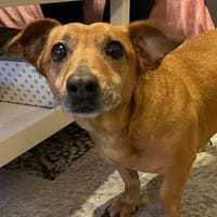 Zoe von kettenlos, Hündin zur Adoption