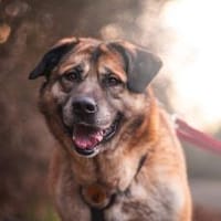 Sammi: Mischung aus Stärke und Sanftheit, Hund zur Adoption