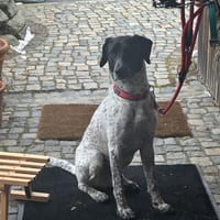 Balu, Suche DRINGEND neues Zuhause, Hund zur Adoption