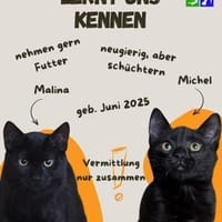 Malina u. Michel, Kater zur Adoption
