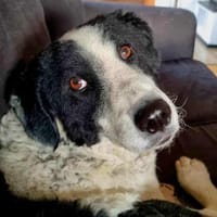 Lilo wartet in Deutschland, Hündin zur Adoption