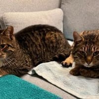 RUDI & MICHEL, lieb, suchen Zuhause, Kater zur Adoption