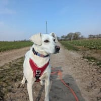 Twix, anhänglich und liebevoll, Hund zur Adoption