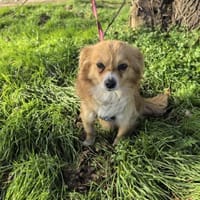 Jerry sucht ein Körbchen, Hund zur Adoption