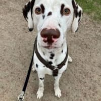 Henri sucht ein Zuhause, Hund zur Adoption