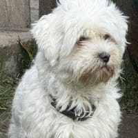 KIMMI wartet auf ein zuhause, Hündin zur Adoption