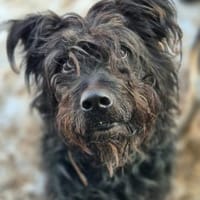 Fluse, Hund zur Adoption
