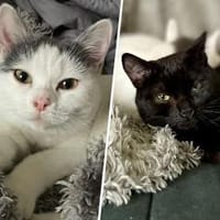 Bella & Pablo..., Kater zur Adoption