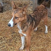 Cody möchte gerne reisen, Hund zur Adoption
