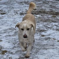 Kleiner Maxi sucht sein großes Glück, Hund zur Adoption