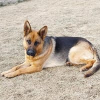 Nayeli, Hündin zur Adoption