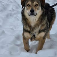 Ody von kettenlos, Hund zur Adoption