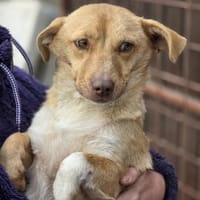 Andrea - ein Sonnenschein (I), Hündin zur Adoption