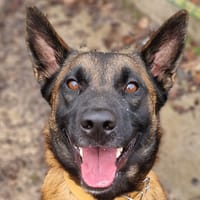 JUNE 2, chien à adopter