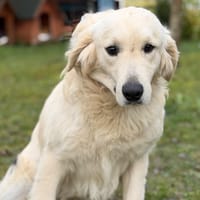 Voltaire CAA14703, chien à adopter