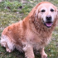 Othello CAA14707, chien à adopter